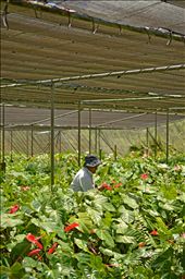 One of the workers that work in the greenhouse. She was removing the dry leaves giving space to growing flowers. : by yashna_m, Views[180]