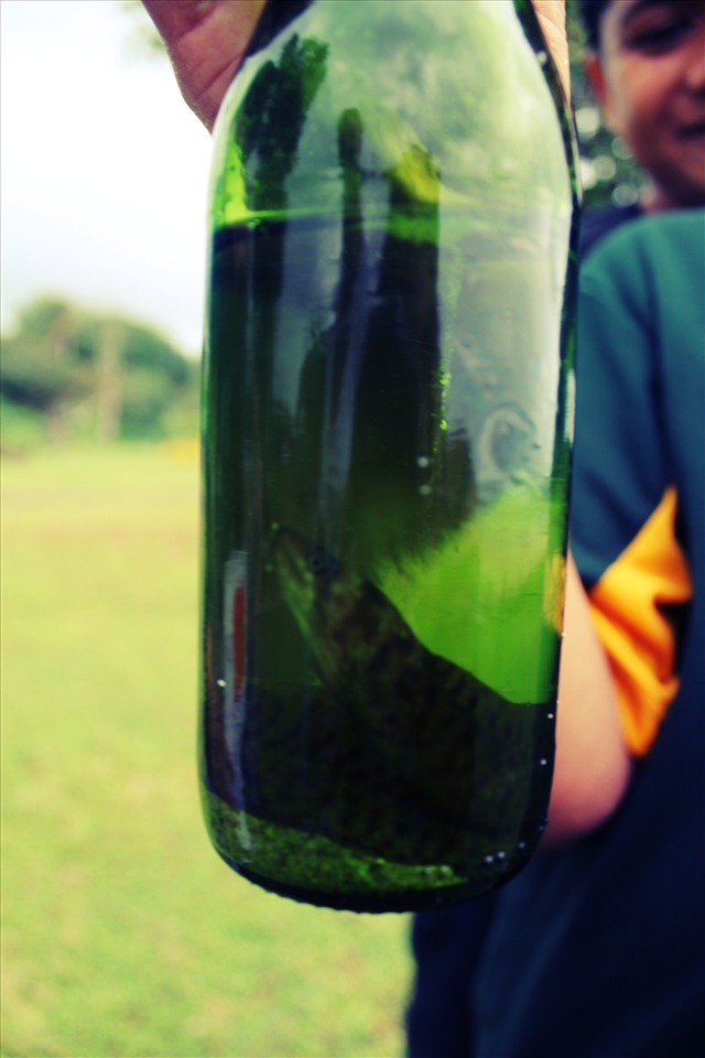 beer bottle dwellers 