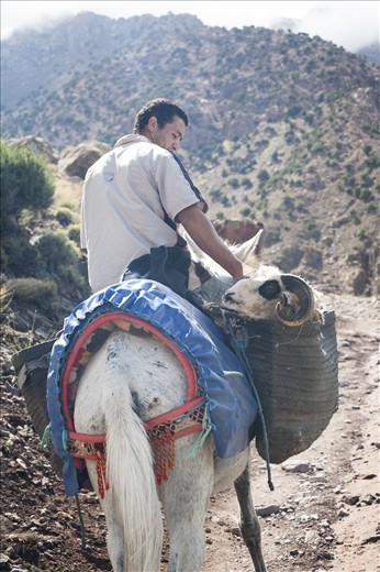 Life is hard for Berber people living in the highest village on the way to the topmost peak in Morocco. They have to rely solely on four-legged transportation to carry bare necessities to their homes. It is an everyday struggle but with a mule's stubbornness and a ram's determination one can get anywhere.