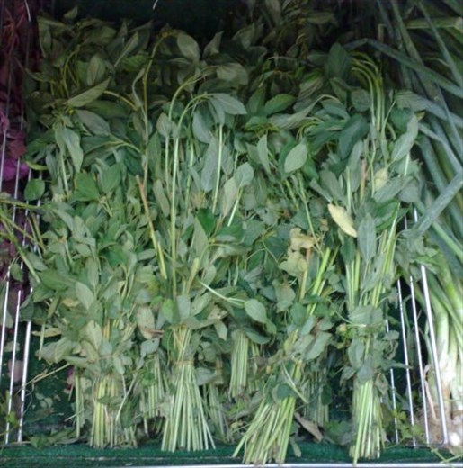 Fresh molehiya leaves