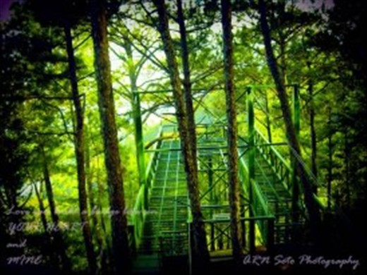 Tree top Adenture BAGUIO CITY