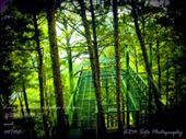 Tree top Adenture BAGUIO CITY: by yellowcam, Views[223]