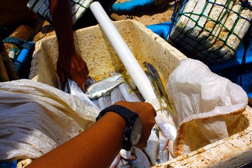 not to much fish can cacthed. it got 6 kilograms of fish and sold  one hundred thousand rupiah.