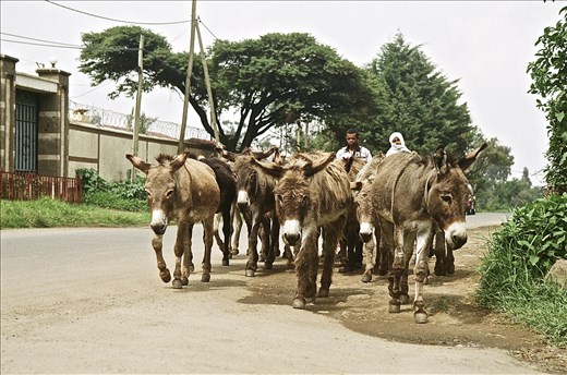 The local migration up the road