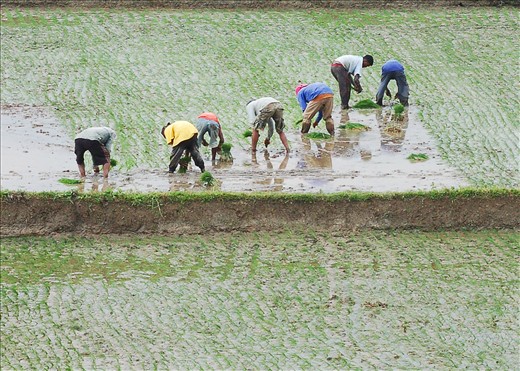 And to survive, people worked the land. (On the way to Subic, Zambales, Philippines)