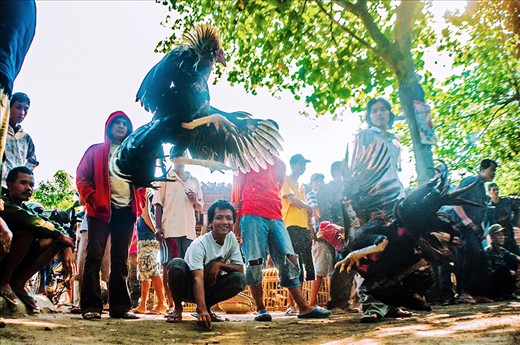 Gawok market also sells livestock such as birds, chickens, goats and fish. Besides buying and selling activity, we also could see some visitors pitted their cocks, just for pleasure or even betting some money.