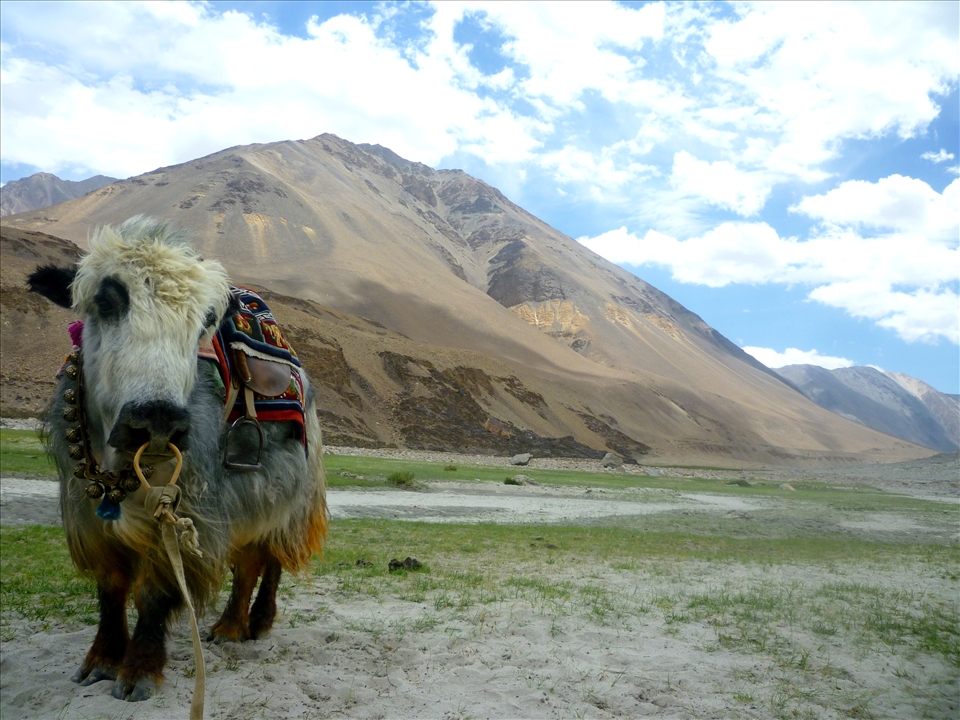 The Symbol of The Strong Himalayas.