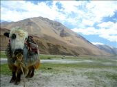 The Symbol of The Strong Himalayas.: by yogeshbansiwal, Views[208]