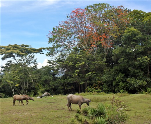 Meat, Toba samosir, North Sumatera, Indonesia. It is a great spot to enjoy the fresh air and plantation in Toba Samosir. 