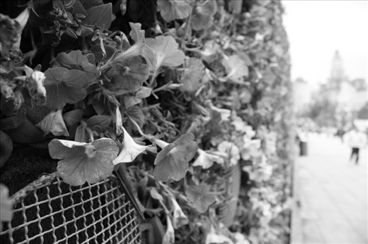 The Bund is one of Shanghai's most recognisable areas. On the west bank of the Huangpu River, a long stretch of flood retaining wall was built. Along the length of this wall flowers were planted into the wall which has now been aptly named 