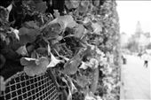 The Bund is one of Shanghai's most recognisable areas. On the west bank of the Huangpu River, a long stretch of flood retaining wall was built. Along the length of this wall flowers were planted into the wall which has now been aptly named 