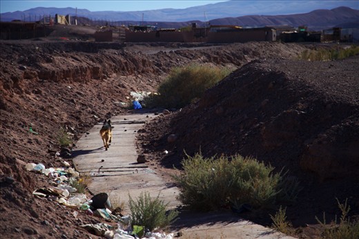 A stray dog wanders along a water trench on the outskirts of San Pedro.