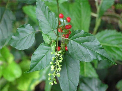 Pramuka Island - even near the beach, bush with the fruit still lifes