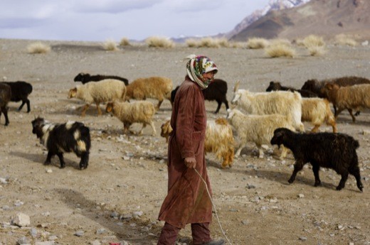 A Kyrgyz shepherd prepares the herd for the spring migration.