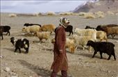 A Kyrgyz shepherd prepares the herd for the spring migration.: by yuriboyanin, Views[315]