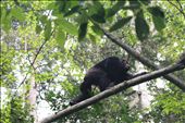 Chimp 1: by yvonnebooth, Views[267]