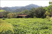 Nyungwe Forest Lodge: by yvonnebooth, Views[178]