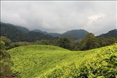 Tea: by yvonnebooth, Views[323]
