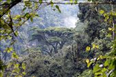 Rainforest canopy: by yvonnebooth, Views[310]