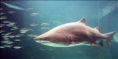 Shark in the Two Oceans Aquarium, Cape Town.: by yvonnebooth, Views[380]