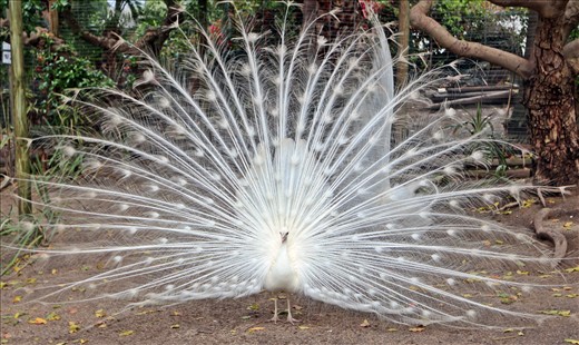 World of Birds Wildlife Sanctuary and Monkey Park, Hout Bay.