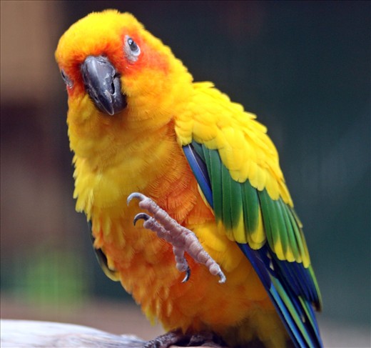 World of Birds Wildlife Sanctuary and Monkey Park, Hout Bay.