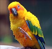 World of Birds Wildlife Sanctuary and Monkey Park, Hout Bay.: by yvonnebooth, Views[383]