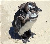 Boulders Beach penguin shedding the fluff.: by yvonnebooth, Views[1038]