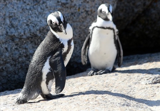 Boulders Beach penguins.