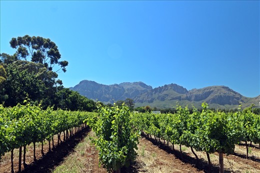 Nederburg vineyard