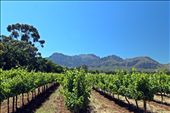 Nederburg vineyard: by yvonnebooth, Views[222]