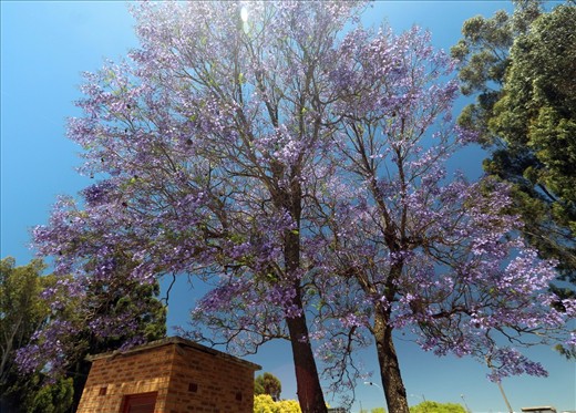 Jacaranda tree in bloom.