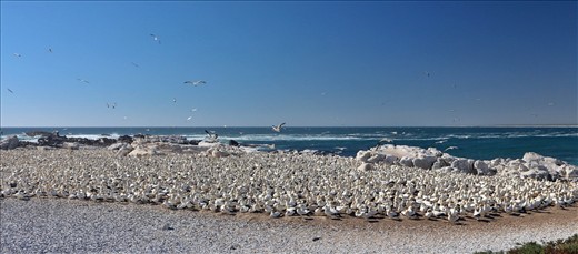 Bird Island, Lamberts Bay, a popular resting spot for cormorants and gannets.