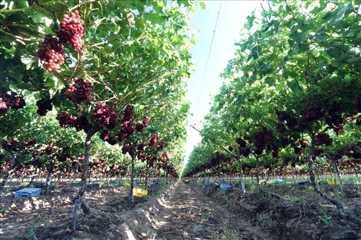 Table grapes in the vineyard, Norotshama.