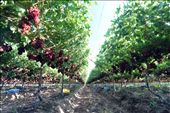 Table grapes in the vineyard, Norotshama.: by yvonnebooth, Views[325]