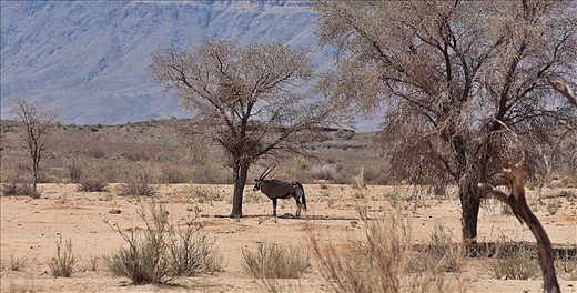 Orxy getting some shade