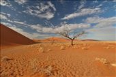Acacia trees, Sossusvlei: by yvonnebooth, Views[265]