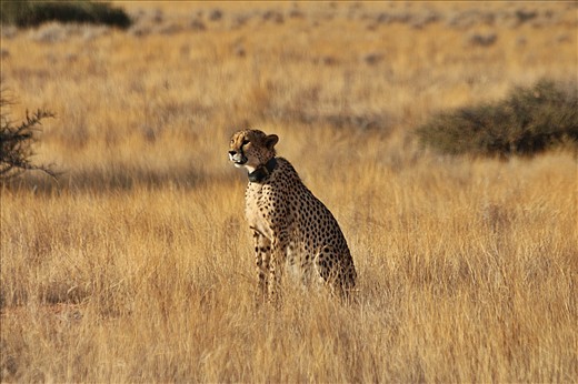 Cheetah conservation project, Solitaire