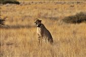 Cheetah conservation project, Solitaire: by yvonnebooth, Views[291]