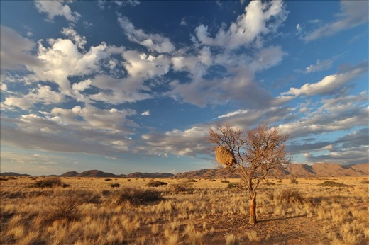 Social Weaver birds nest, Solitaire