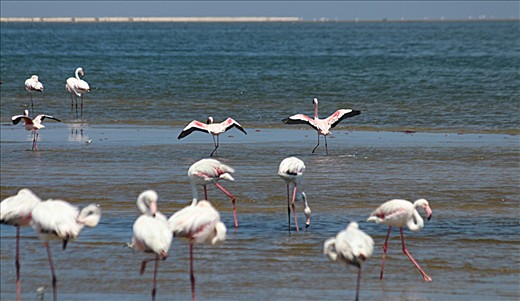 Flamingos in Walvis Bay