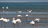 Flamingos in Walvis Bay: by yvonnebooth, Views[274]