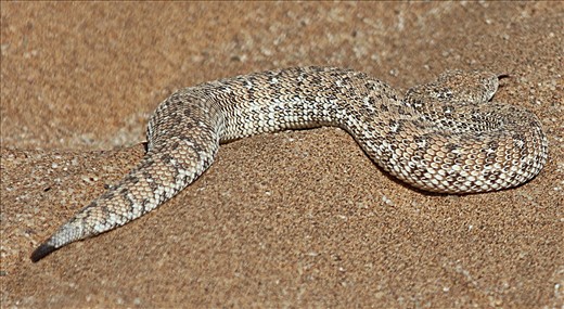 Sidewinder, Swakopmund