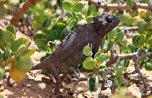 Chameleon, Swakopmund