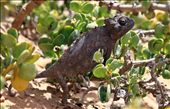 Chameleon, Swakopmund: by yvonnebooth, Views[302]