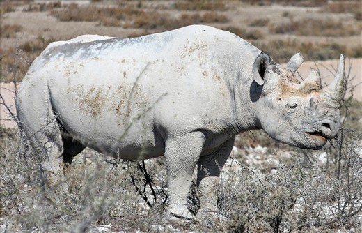 Black rhino, Etosha National Park