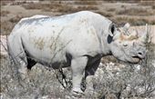 Black rhino, Etosha National Park: by yvonnebooth, Views[296]