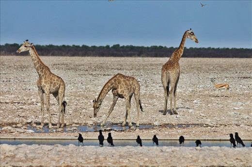 Giraffe, Etosha National Park