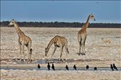 Giraffe, Etosha National Park: by yvonnebooth, Views[310]