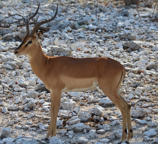 Springbok, Etosha National Park
